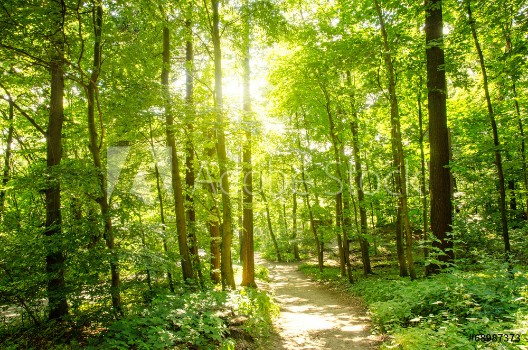 Bild på Einladung zum Trumen Wald mit Morgensonne 